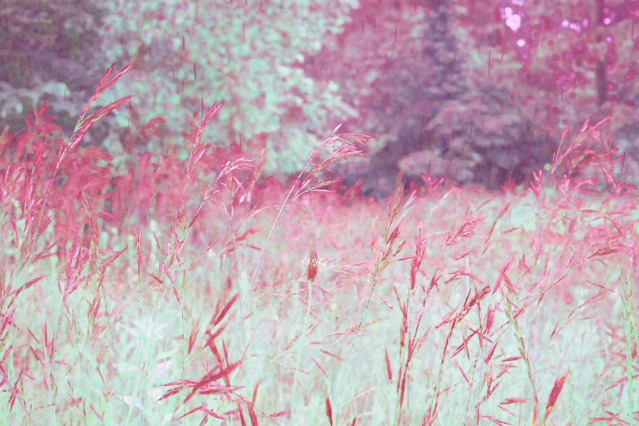 haute herbes II